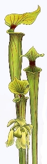 pitcher plants